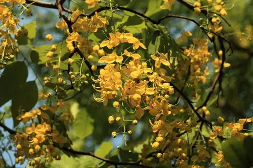 串串金链花处处黄金雨