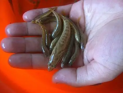 大量乌鳢苗广东吴川大甬罗非良种繁殖场