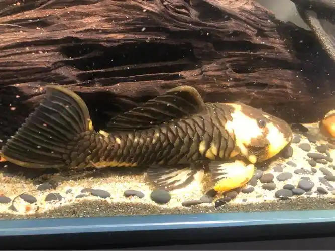 打包出24k黄金达摩2条