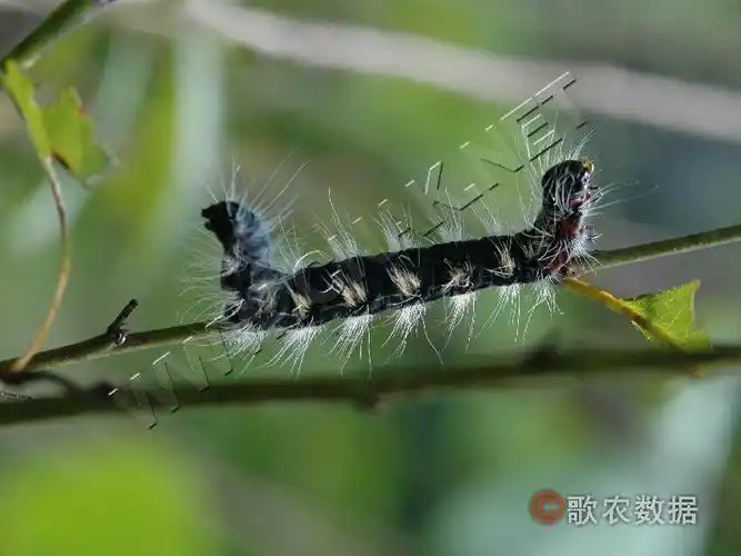 [图7]苹掌舟蛾—幼虫