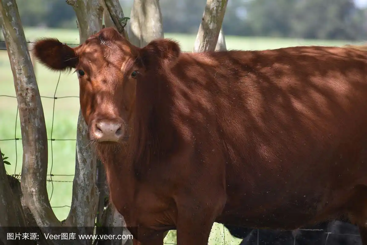 红安格斯牛肖像
