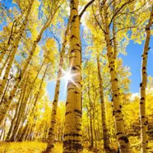 属羊女微信头像招财树