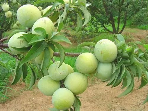 个大味美秋姬李子大量供应