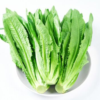 新鲜油麦菜5斤油荬香水生菜当季青菜四季农家自种时令蔬菜生鲜1500g