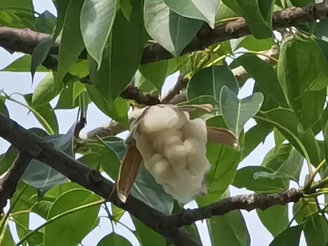 木棉的棉