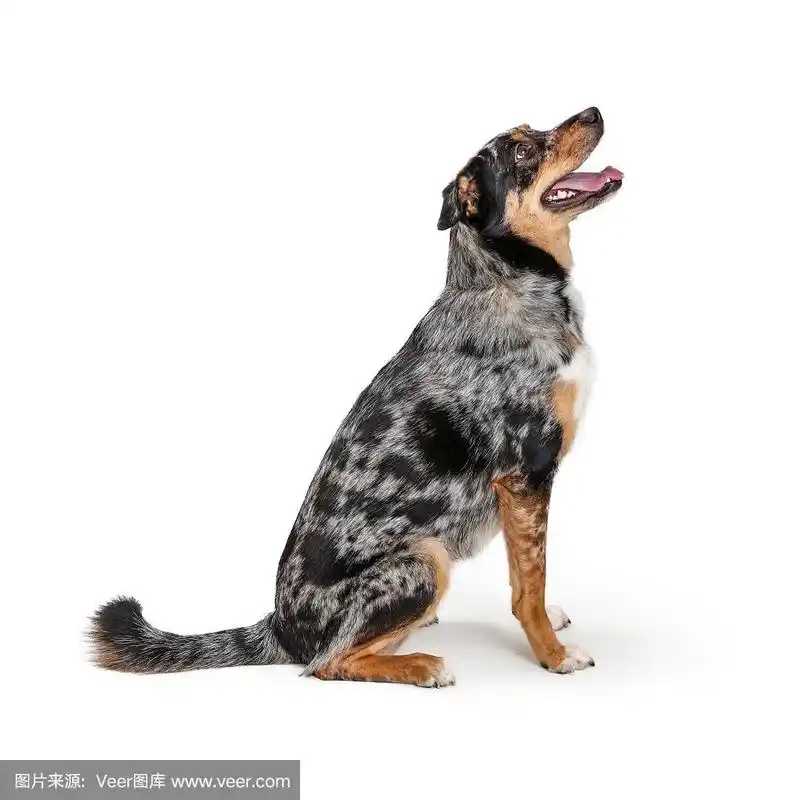 狗,侧面视角,澳大利亚文明,向上看,白色