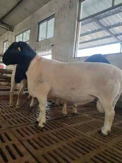 黑头杜泊羊价格 杜泊成年公羊价格-中国畜牧网-商情详情