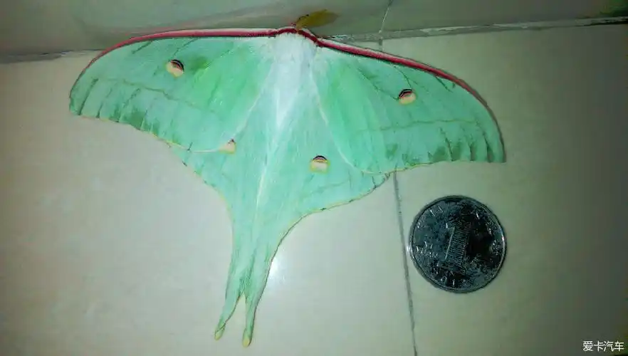 秋天未至 神蛾已出 (咏月神蛾)-爱卡汽车网论坛