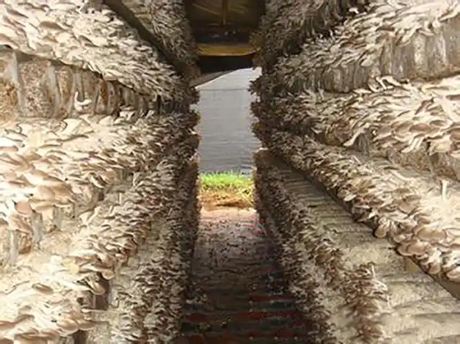 选用栽培场地大有讲究,平菇栽培在这里,长得真肥美