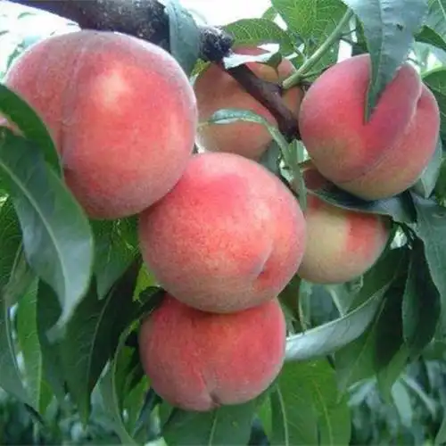 成都批发春美桃果树苗 成熟果苗基地