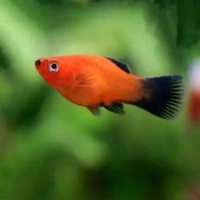 黑尾红月光鱼 热带鱼观赏鱼淡水鱼 胎生鱼活体宠物渔场大量批发