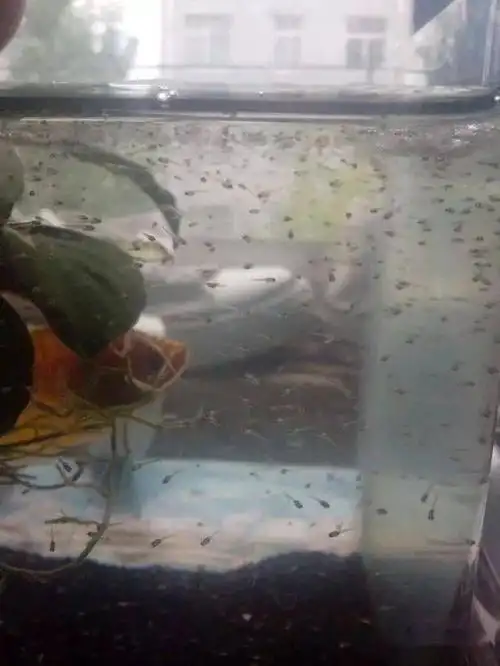 晒图鱼友抓拍曼龙鱼繁殖全过程厉害啦