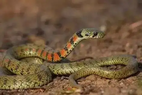 吉林省所说的野鸡脖子,辫稍子,土球子,蛤蟆头都是什么蛇? - 百科网