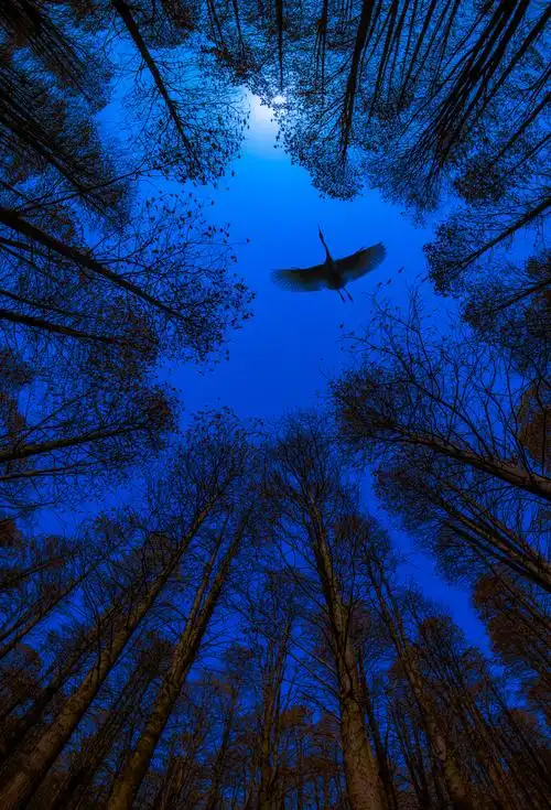 ipa第十届国际摄影艺术展动物组获奖作品分享