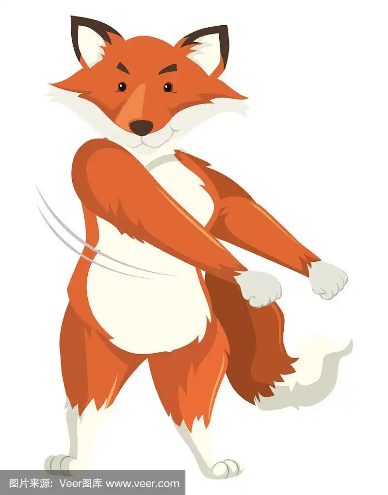 一只狐狸在白色的背景上跳舞