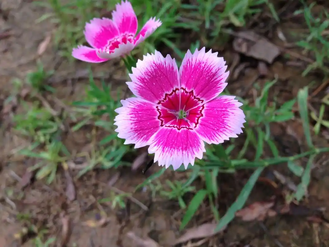 这种野花叫什么名字?