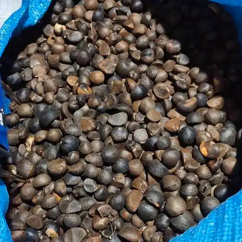 高山生山茶油小籽小籽小籽