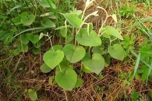 农村田里的这种野草,能活血通络,是治疗风湿性关节痛的常用药材