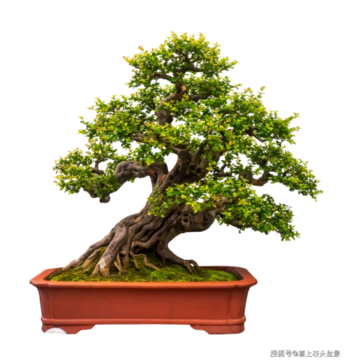 让人爱不释手的雀梅盆景,有哪些独特之处_手机搜狐网