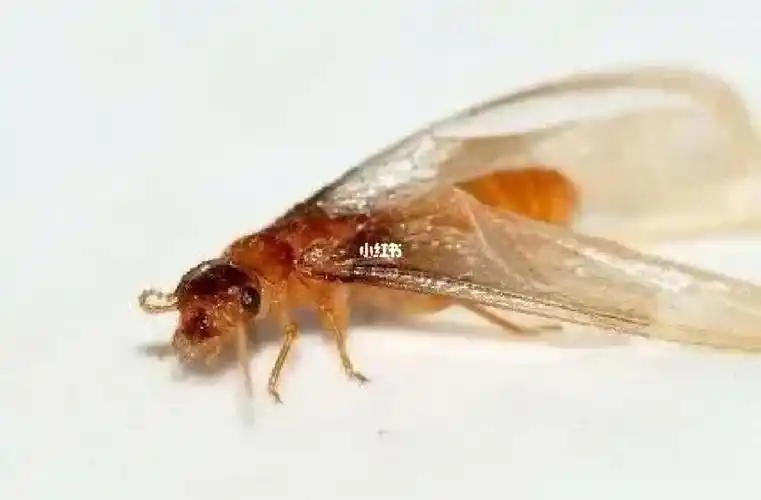 飞蚂蚁怎么消灭