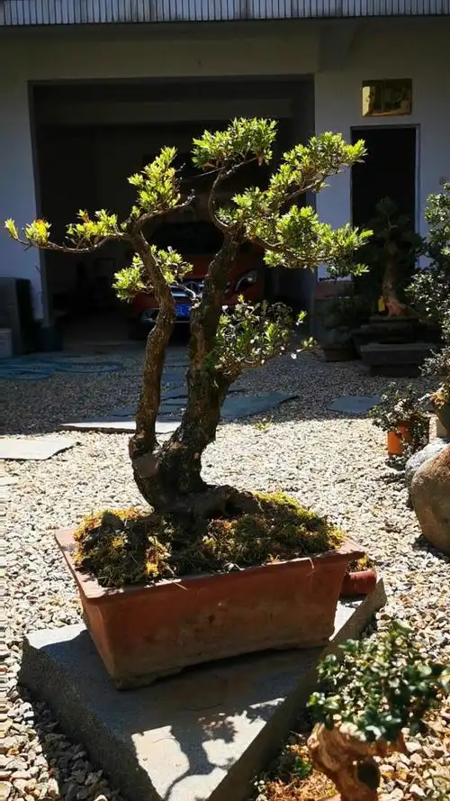 美美的一盆双杆黄杨