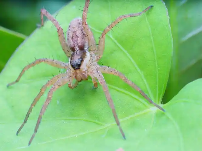 微距蜘蛛图片昆虫蜘蛛