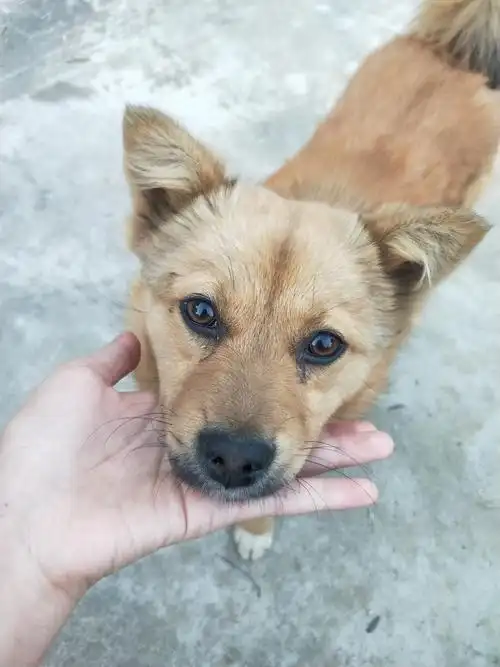 出生半个月的小土狗