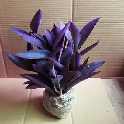 盆栽花卉紫罗兰吊兰花苗盆栽室内花语永恒爱彩色植物紫鸭跖草