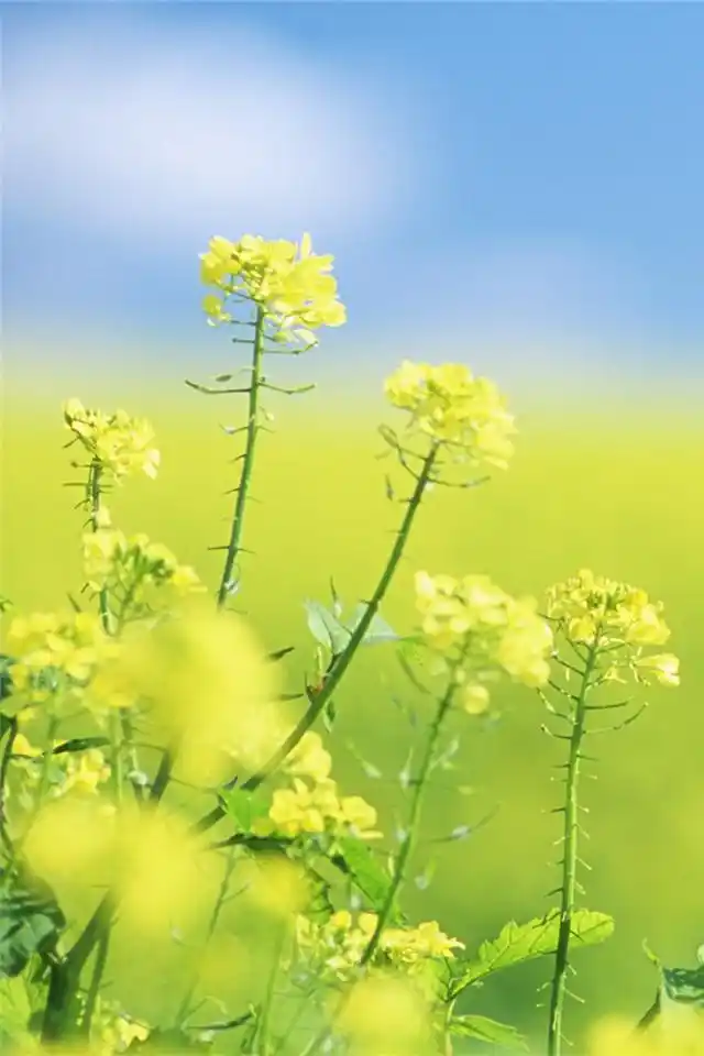 绿色护眼的清新植物花卉iphone手机壁纸高清下载