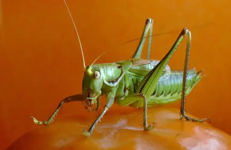 冬季里的鸣虫蝈蝈 - 美篇