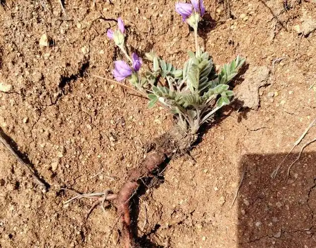 甜地丁,又称米口袋,紫花地丁,有3大作用,农民朋友要了解!