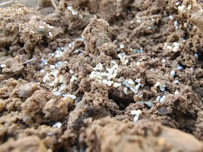 蚂蚁卵白色的蚂蚁胚胎已经生出黑色的小眼睛黑蚂蚁