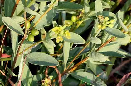 了哥王的功效与作用了哥王的药用价值