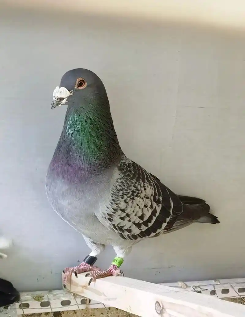 精选詹森公棚归巢种鸽.精选詹森公棚归巢种鸽 2020年河北腾 - 抖音