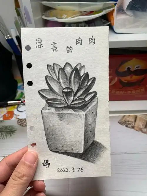 素描多肉