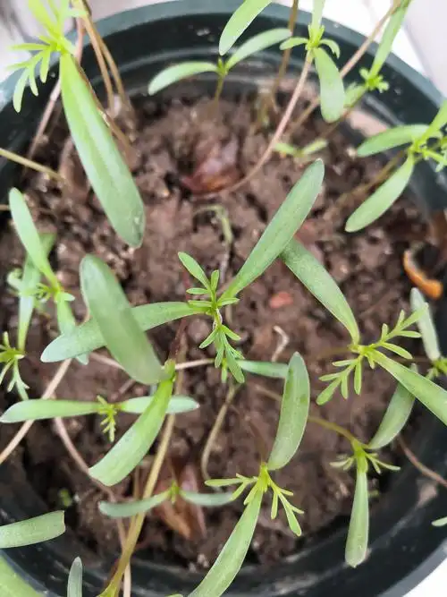 "我"与格桑花一起成长