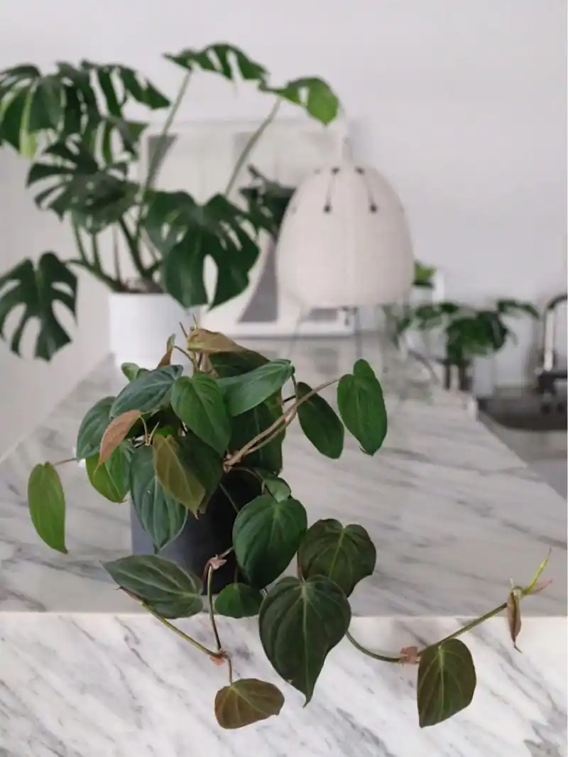 云母蔓绿绒 云母蔓绿绒 | philodendron micans "新手易养植物推荐