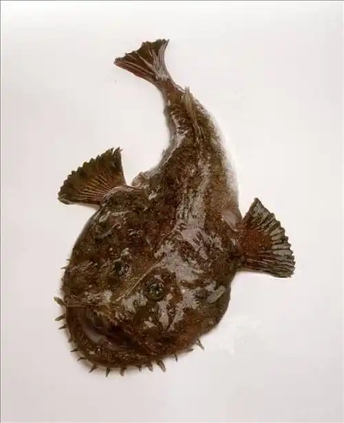 标 题:鮟鱇,琵琶鱼 英 文:monkfish (also called