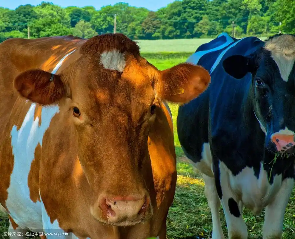 现在棕色的奶牛