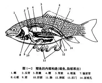 求鲤鱼内部解剖图