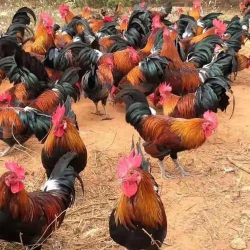 [黑瑶鸡苗批发] 黑瑶鸡苗价格5.8元/只 - 惠农网