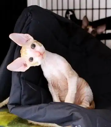 科尼斯雷克斯猫的体形外貌