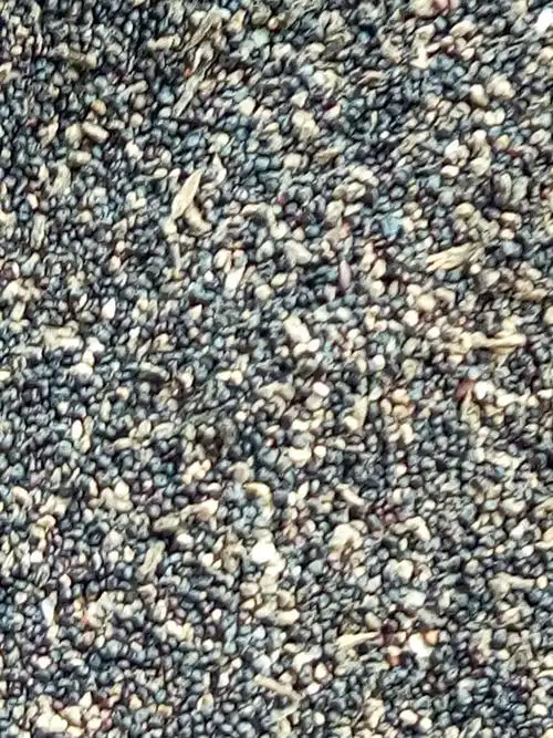 马齿苋种子 新马齿见种子