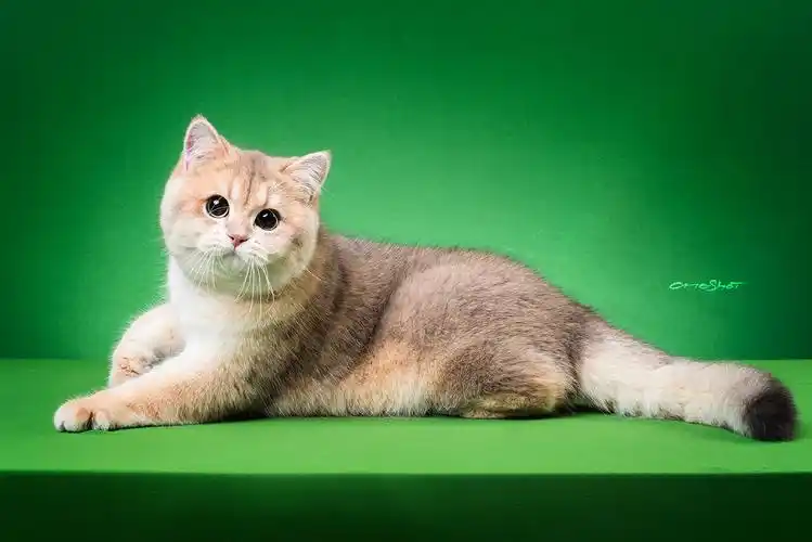 蓝金渐层英国短毛猫