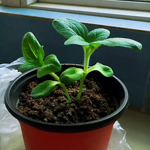 英华实验小学/三(8)班/张子骏《向日葵成长日记》