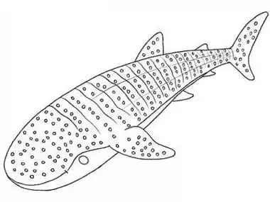 鲸鲨是鲨鱼的一种,它多以凶猛著称,但是今天我要教大家的简笔画教程是