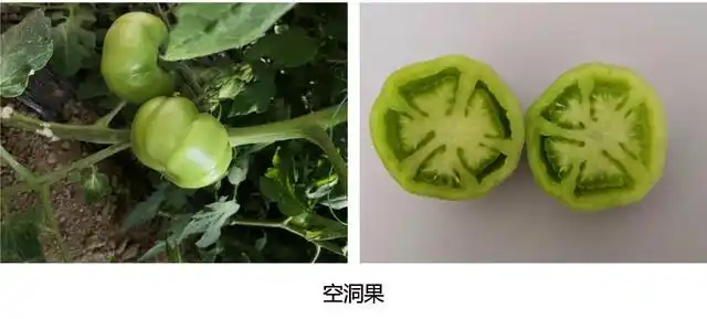 设施栽培番茄空心果出现的原因及防治措施