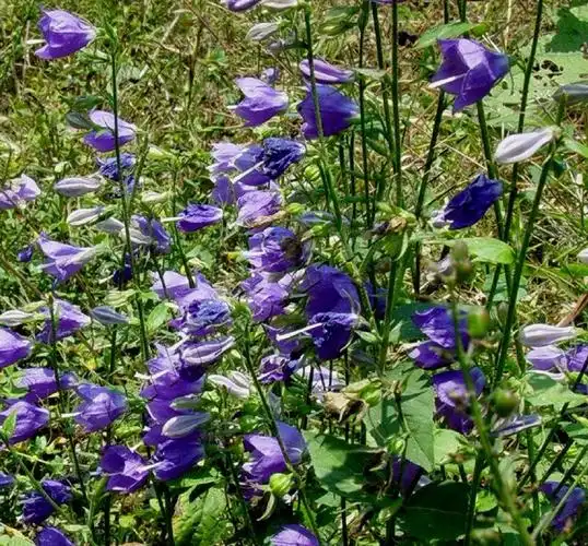 日月峡中草药:南沙参