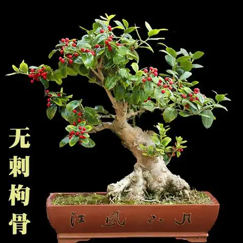 无刺枸骨树桩盆景 四季常青 冬青珍珠黄杨树桩盆栽盆景 一物一拍