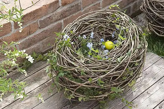 珠子,鸟窝,柳树